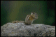 img0004.gif (4173 byte)